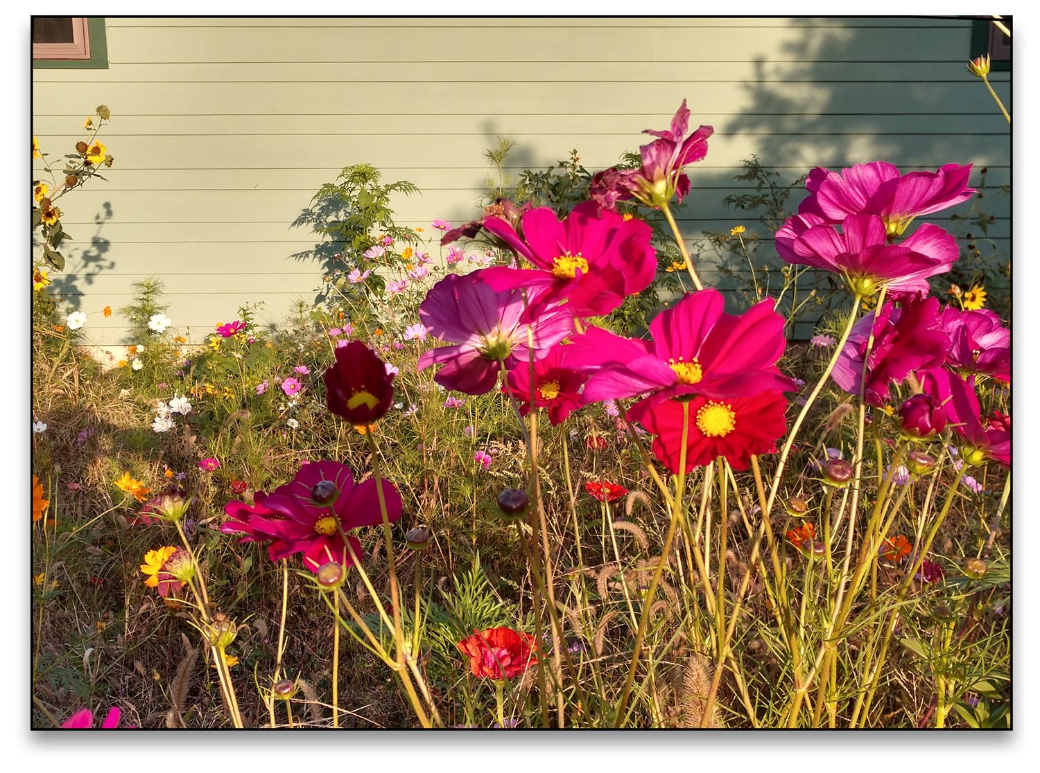 Wildflower image from around Trudi's wedding ceremony building