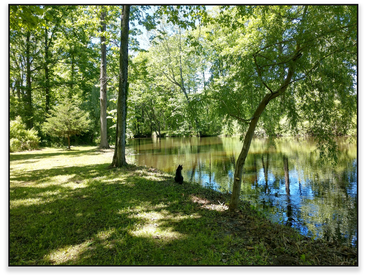 view of natural riverside wedding space